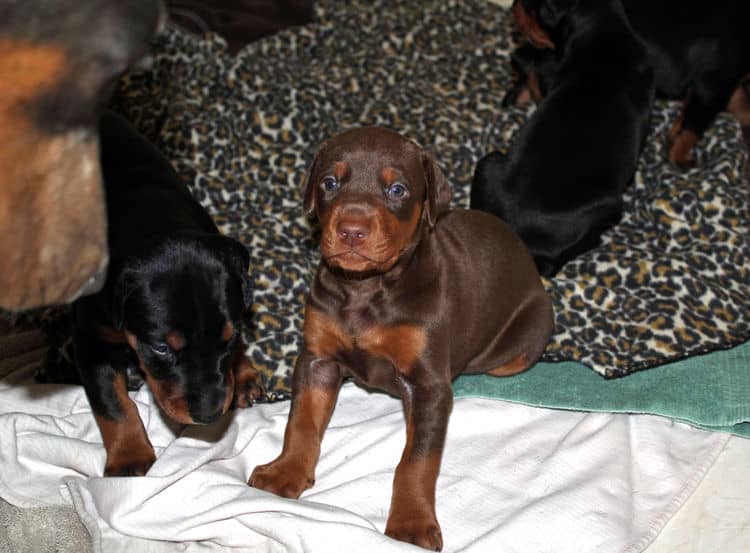 3 week old doberman puppies