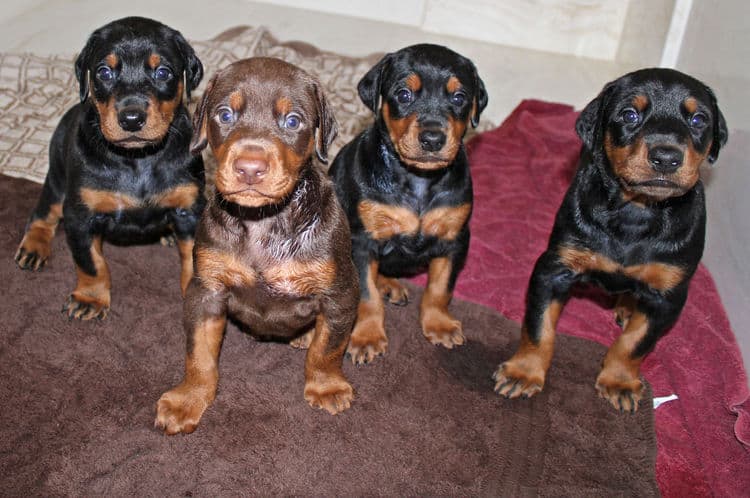 4 week old black and rust, red and rust dobie puppys