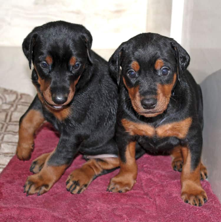 4 week old black and rust, red and rust dobie puppys