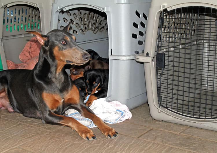 4 week old black and rust, red and rust dobie puppys