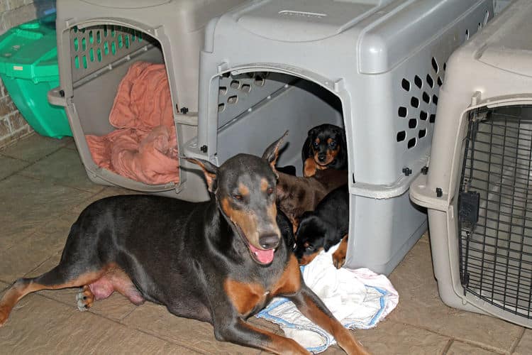 4 week old black and rust, red and rust dobie puppys