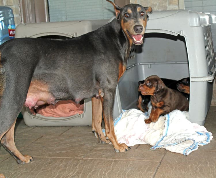 4 week old black and rust, red and rust dobie puppys