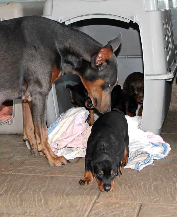 4 week old black and rust, red and rust dobie puppys