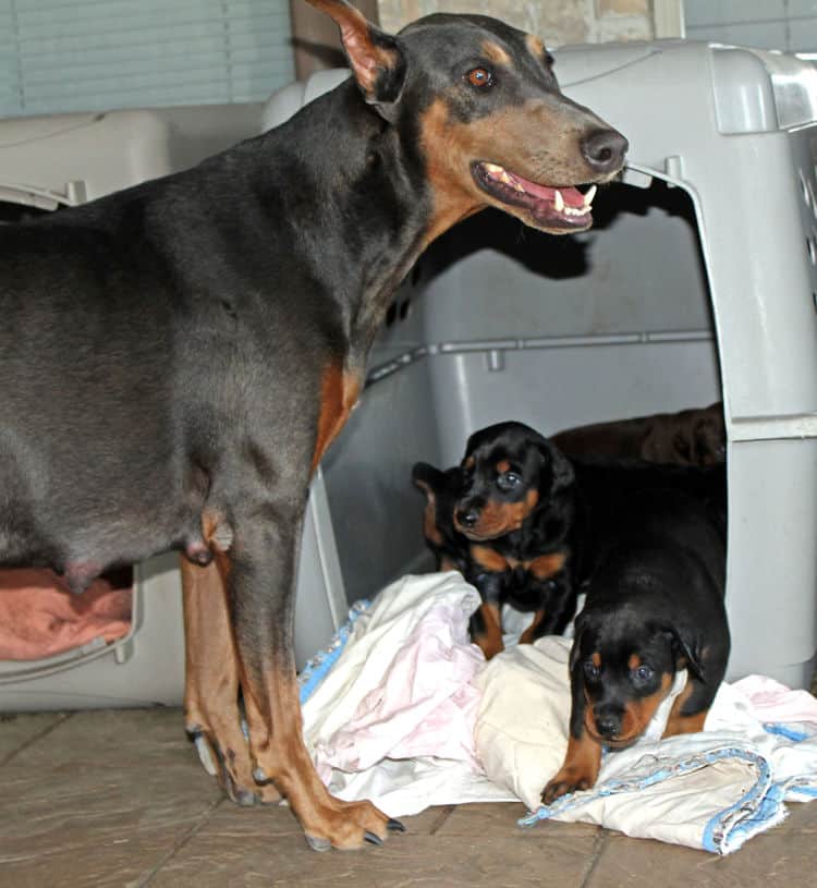 4 week old black and rust, red and rust dobie puppys