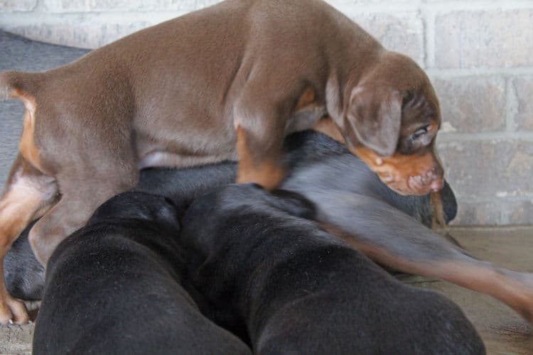 4 week old black and rust, red and rust dobie puppys