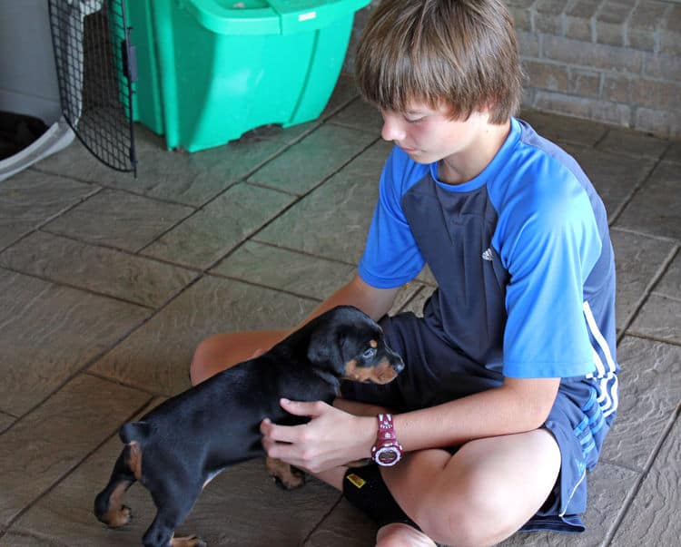 4 week old black and rust, red and rust dobie puppys