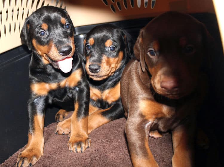 4 week old black and rust, red and rust dobie puppys