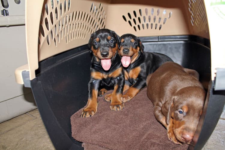 4 week old black and rust, red and rust dobie puppys