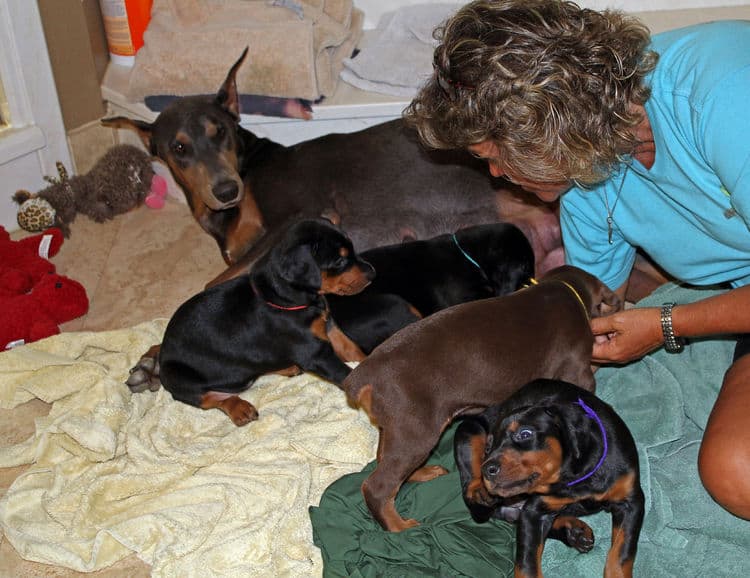 4 week old black and rust, red and rust dobie puppys