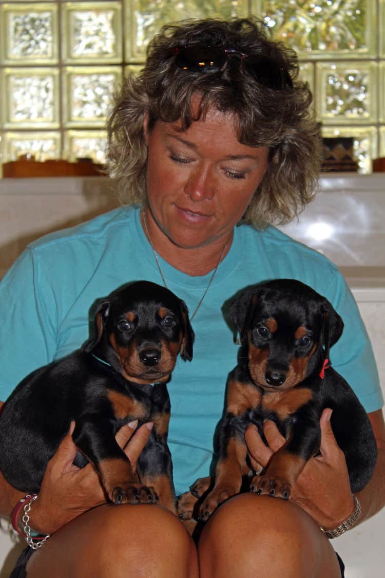 4 week old black and rust, red and rust dobie puppys