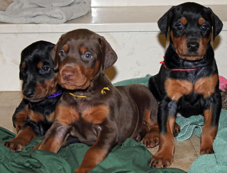 4 week old black and rust, red and rust dobie puppys