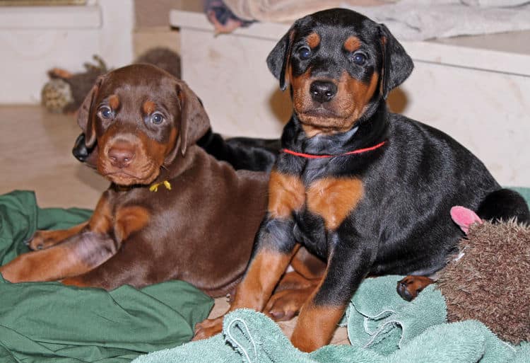 4 week old black and rust, red and rust dobie puppys