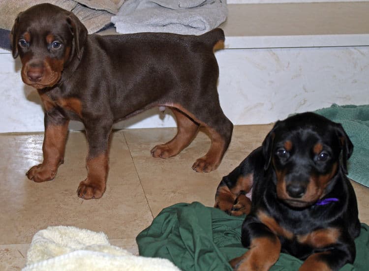 4 week old black and rust, red and rust dobie puppys