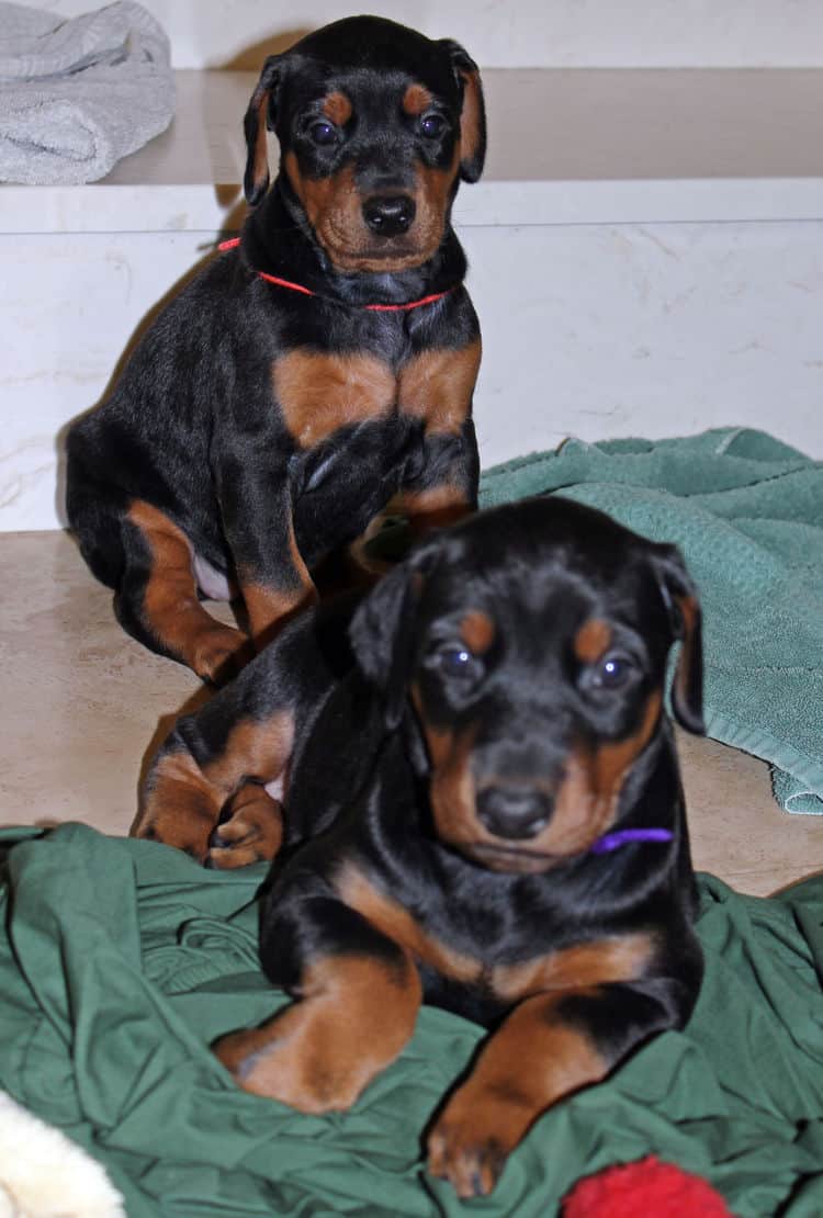 4 week old black and rust, red and rust dobie puppys