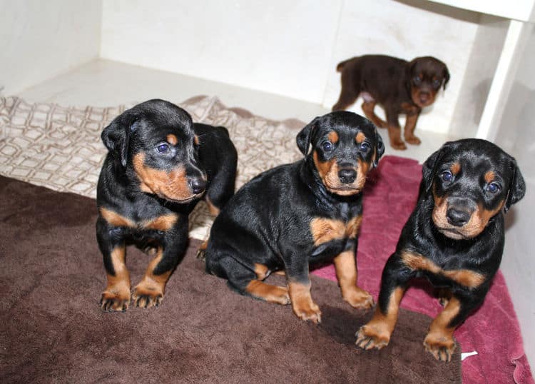 4 week old black and rust, red and rust dobie puppys