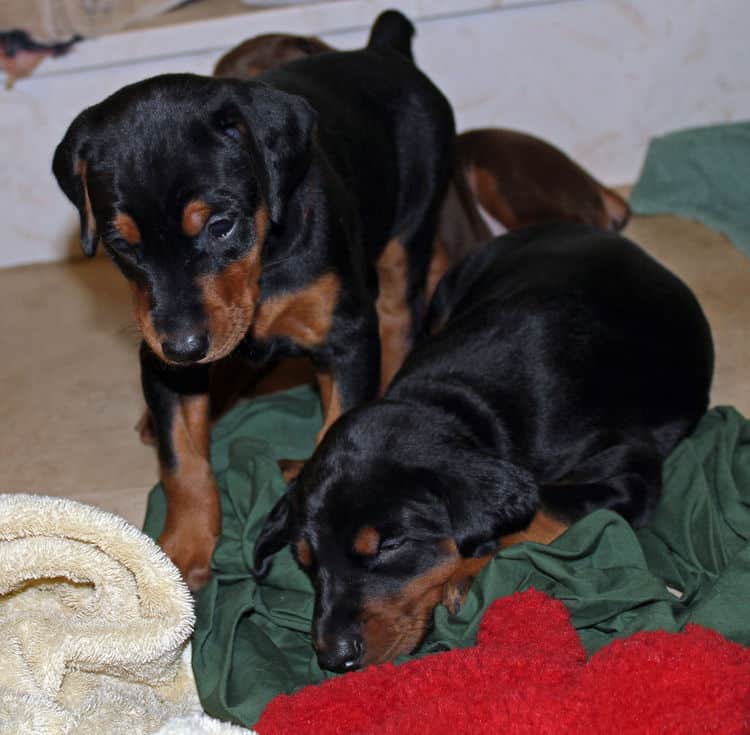 4 week old black and rust, red and rust dobie puppys