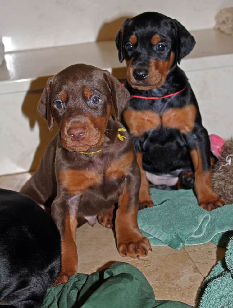 4 week old black and rust, red and rust dobie puppys