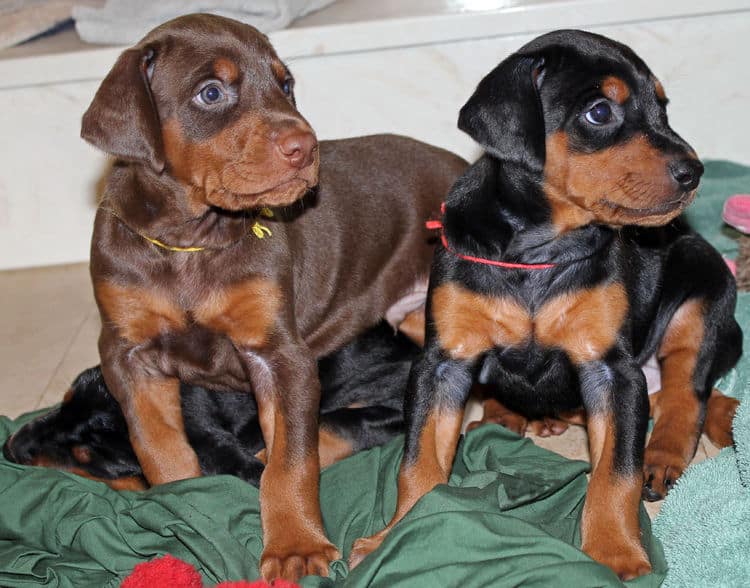 4 week old black and rust, red and rust dobie puppys