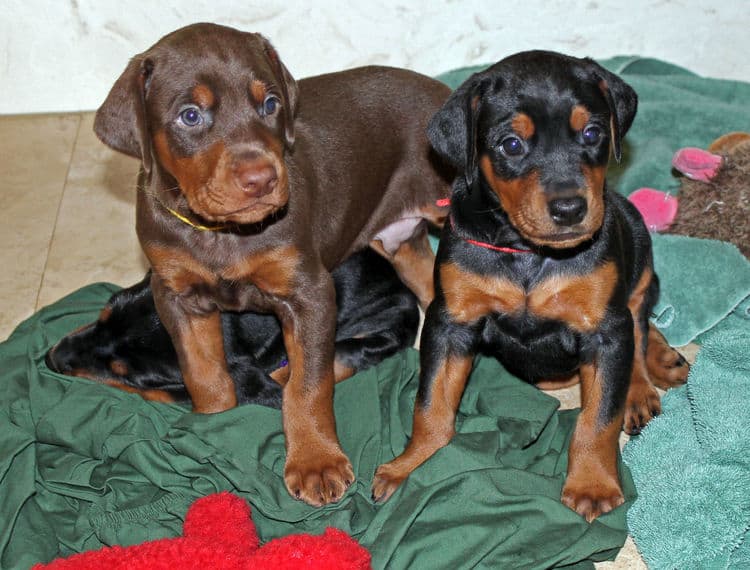 4 week old black and rust, red and rust dobie puppys