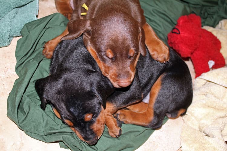 4 week old black and rust, red and rust dobie puppys