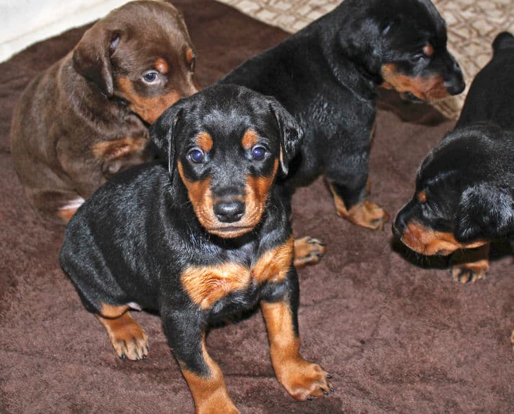 4 week old black and rust, red and rust dobie puppys