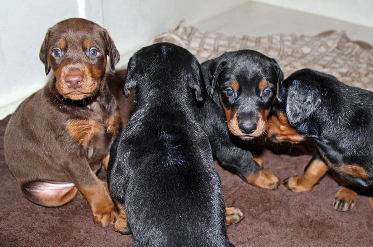 4 week old black and rust, red and rust dobie puppys