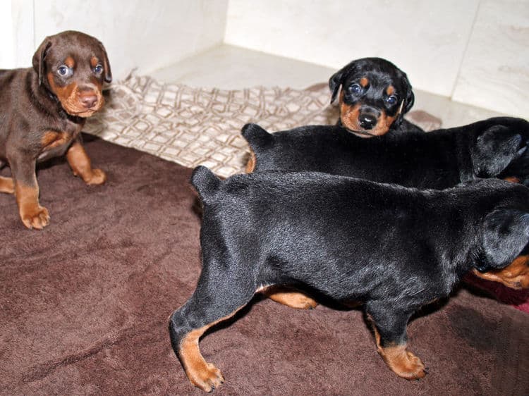 4 week old black and rust, red and rust dobie puppys