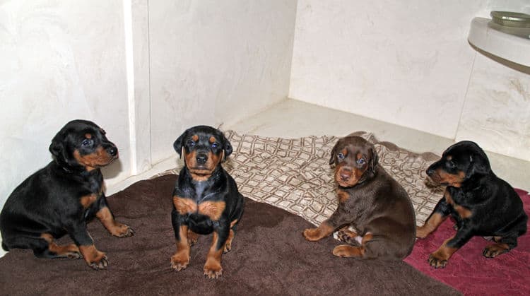 4 week old black and rust, red and rust dobie puppys