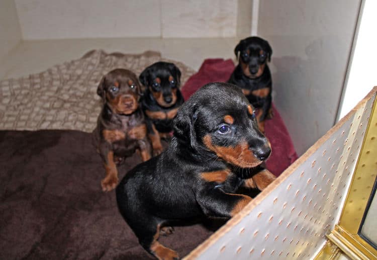 4 week old black and rust, red and rust dobie puppys