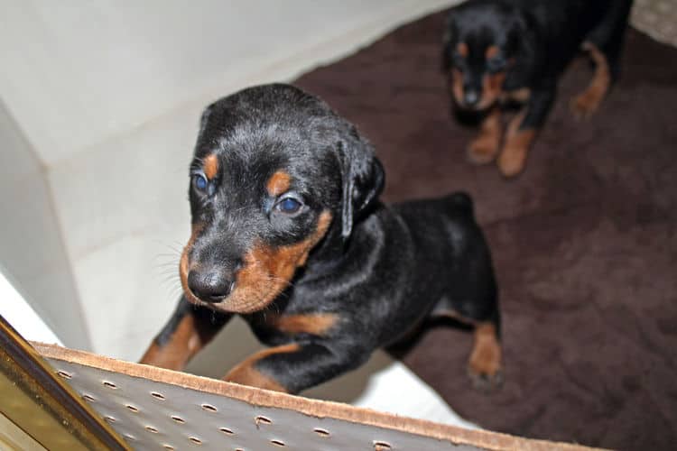 4 week old dobie puppy black/rust female