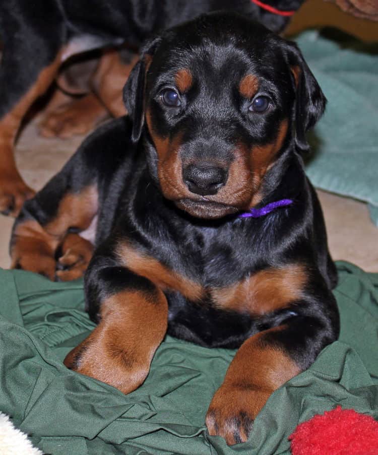 Black/rust female tagged Purple; nicknamed Lexi