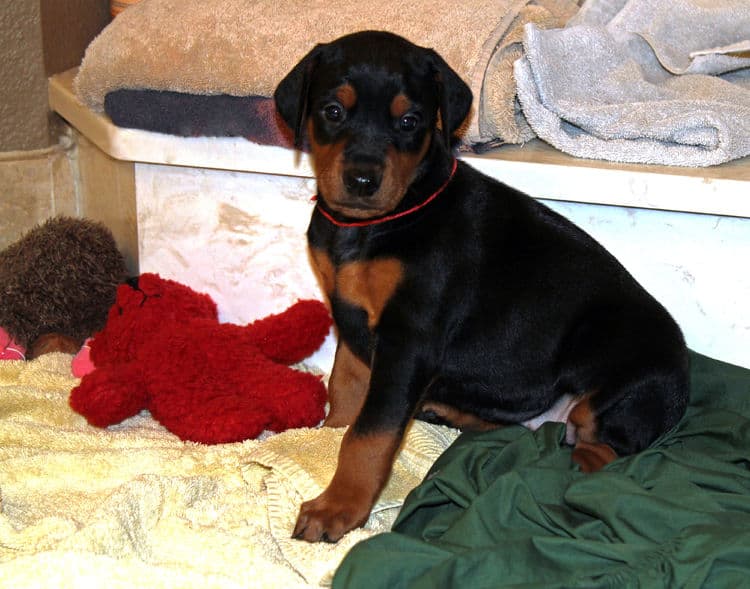 4 week old dobie puppy black/rust female