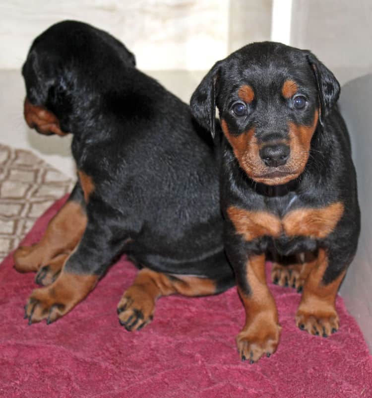 4 week old dobie puppy black/rust female