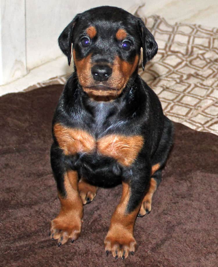 4 week old dobie puppy black/rust female