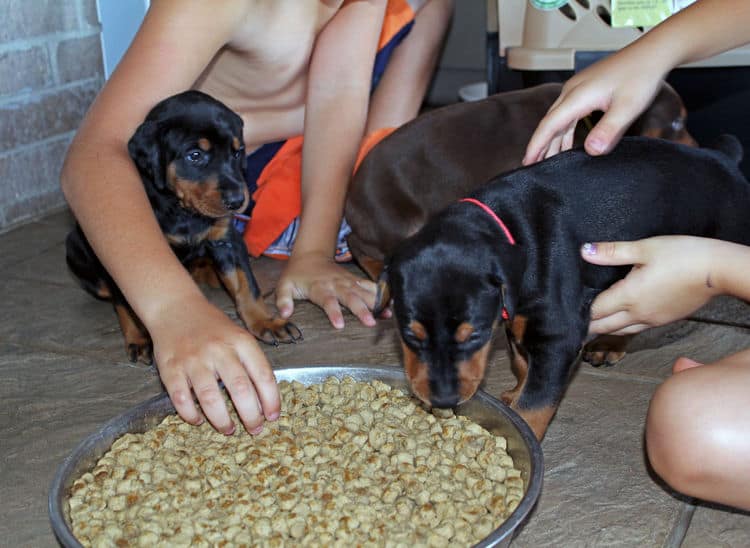 4 week old black and rust, red and rust dobie puppys