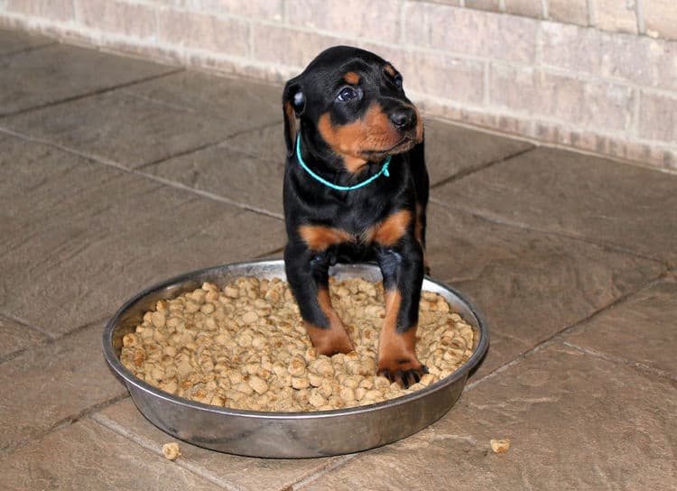 4 week old black and rust, red and rust dobie puppys