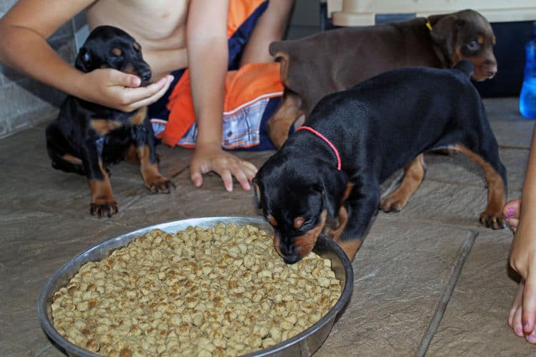 4 week old black and rust, red and rust dobie puppys