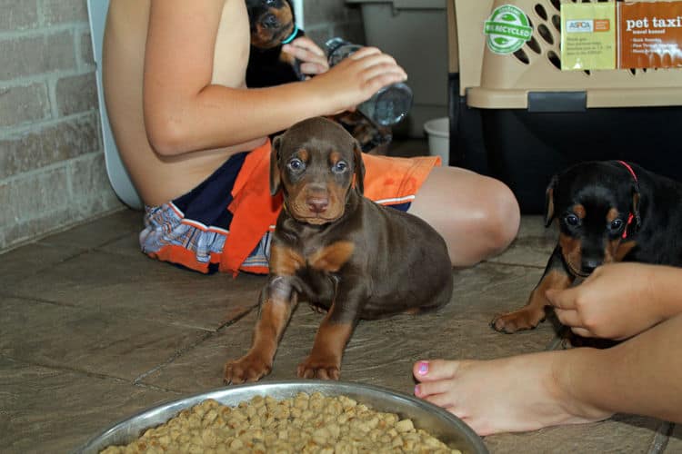 4 week old black and rust, red and rust dobie puppys