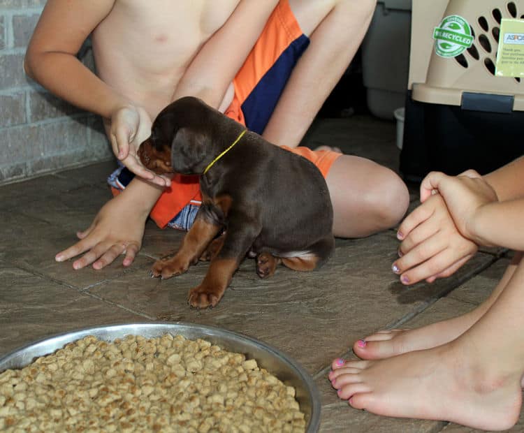 4 week old black and rust, red and rust dobie puppys