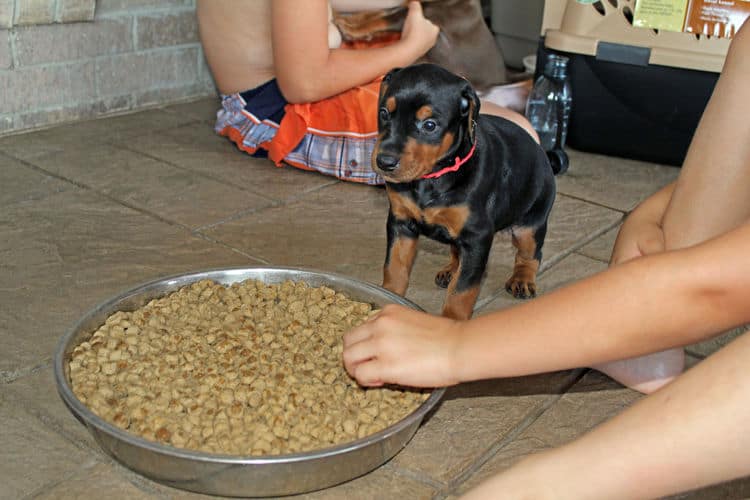 4 week old dobie puppy black/rust female - food intro