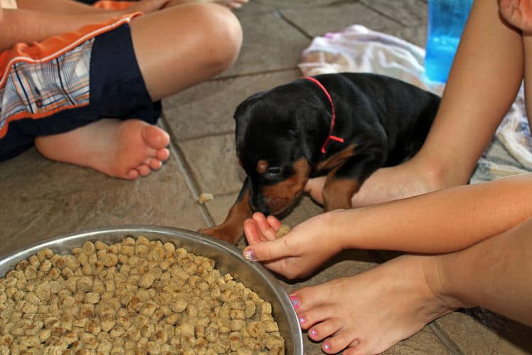 4 week old dobie puppy black/rust female - food intro