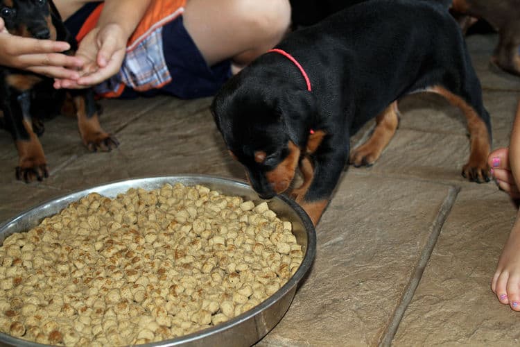 4 week old black and rust, red and rust dobie puppys