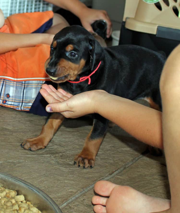 4 week old dobie puppy black/rust female - food intro