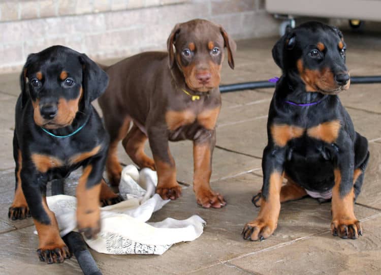 5 week old doberman puppies, family environment