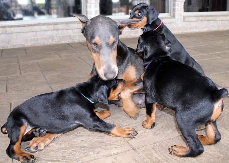 5 week old doberman puppies, family environment