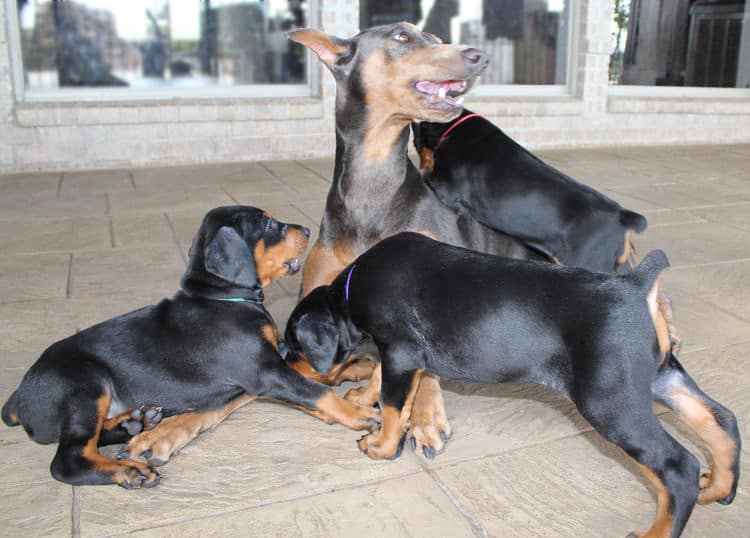 5 week old doberman puppies, family environment