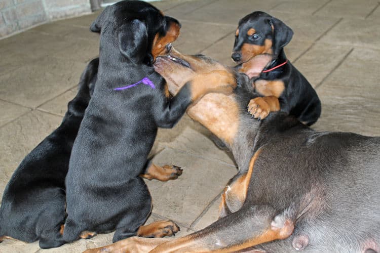 5 week old doberman puppies, family environment