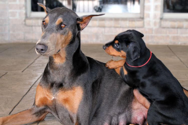 5 week old doberman puppies, family environment