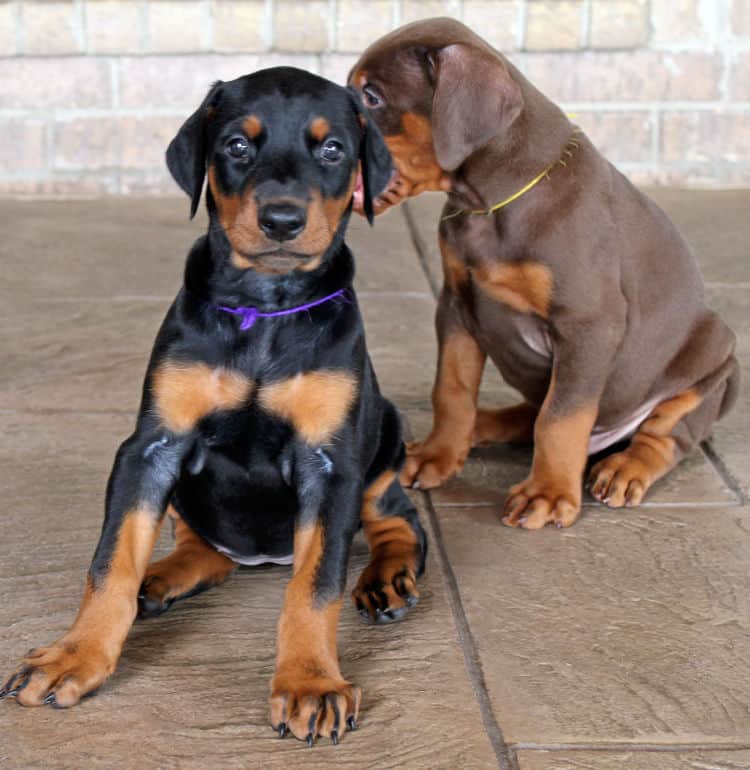 5 week old doberman puppies, family environment