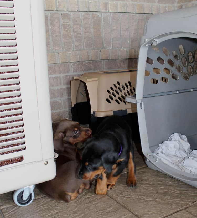 5 week old doberman puppies, family environment